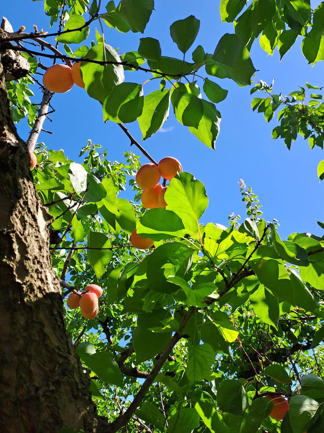 Ripe apricots hanging in a sunlit tree on a plantation near Osoyoos, Canada