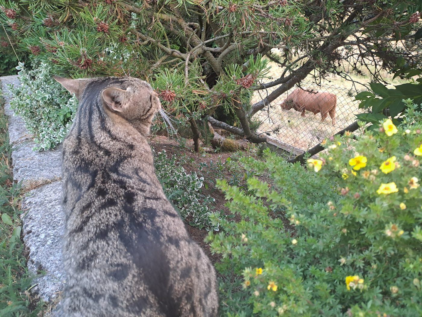 A tabby cat sitting on a garden wall, watching a cow graze beyond the fence