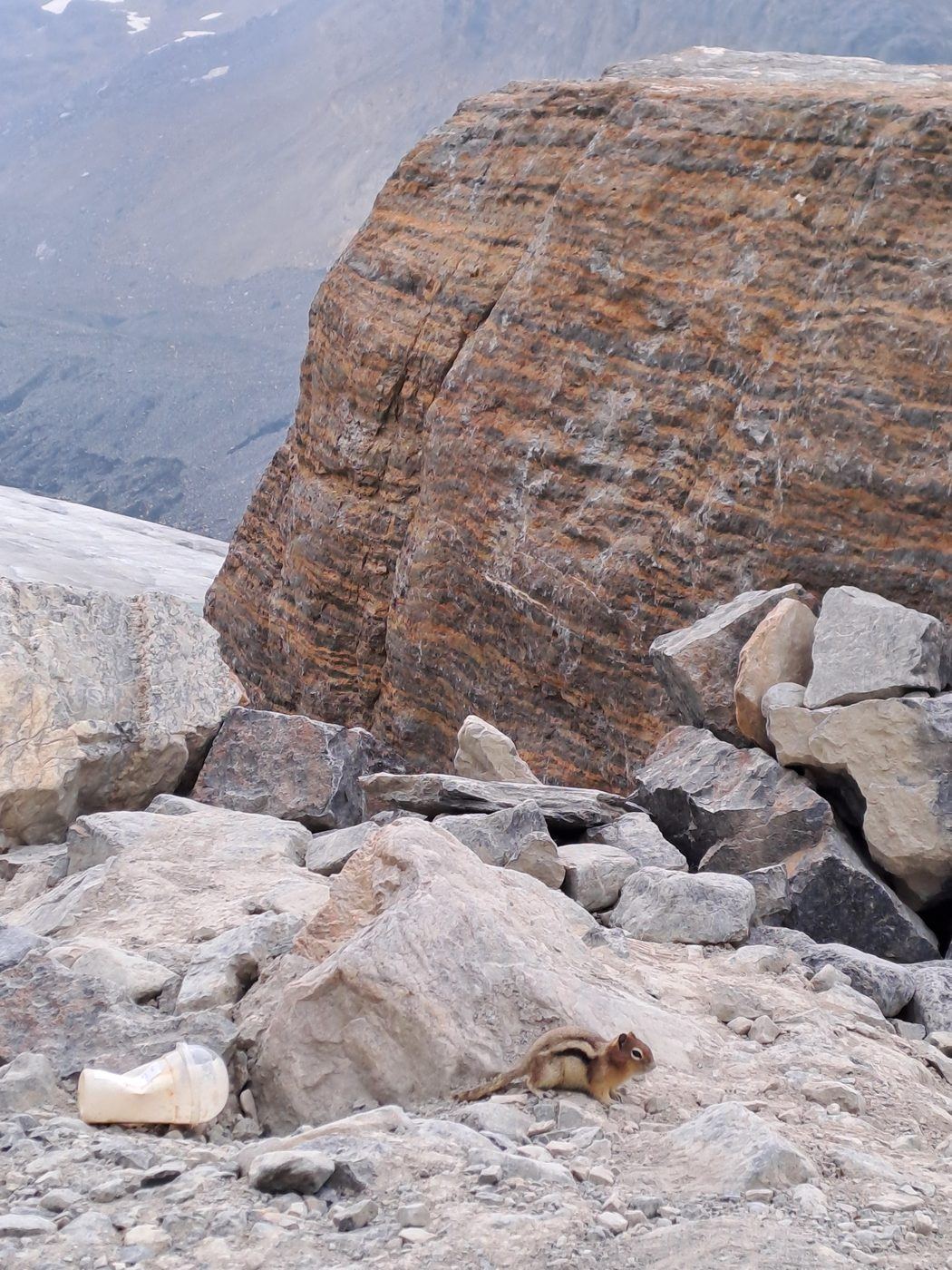 A small ground squirrel sitting on rocks high in the mountains
