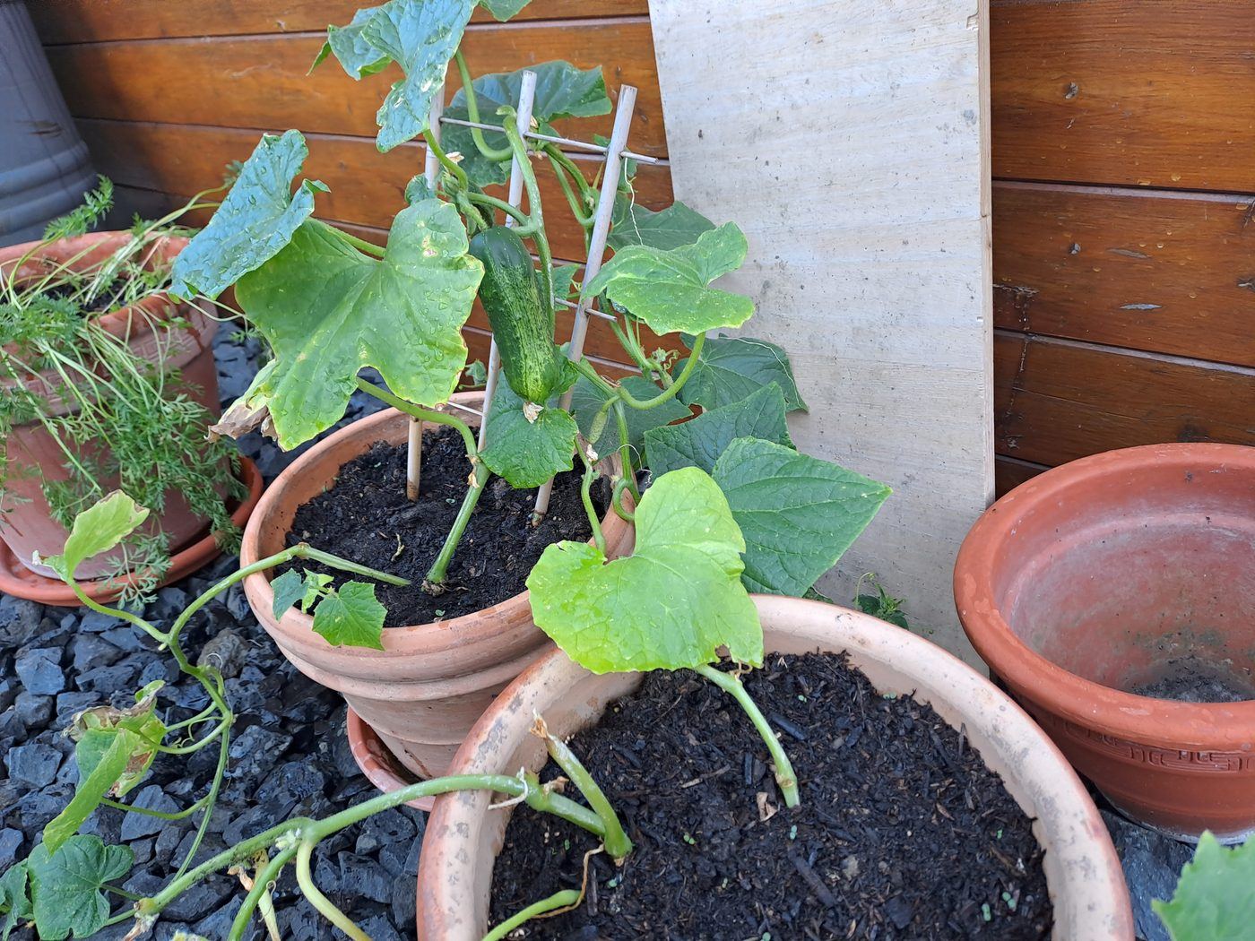 A cucumber growing on a potted plant against a wooden wall