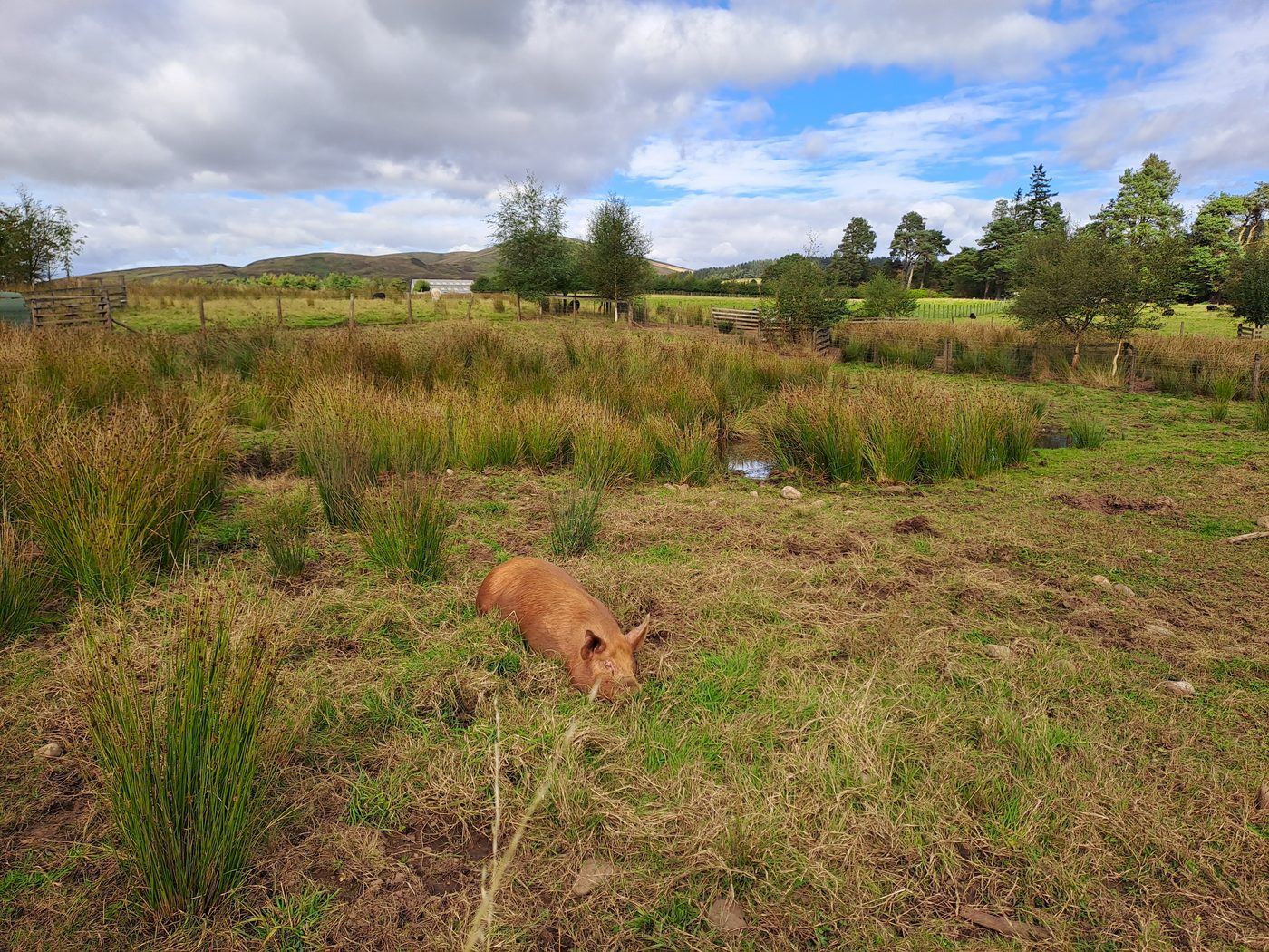 A pig lying relaxed in a grassy field under a wide sky